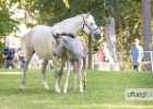 650A2276 Lipizzaner im Burggarten Foto Pfluegl 160719